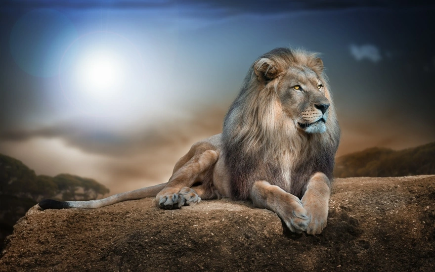 Лев - красавец с густой гривой