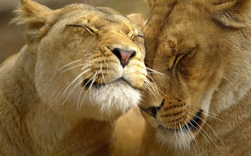 A pair of lions nestle each other