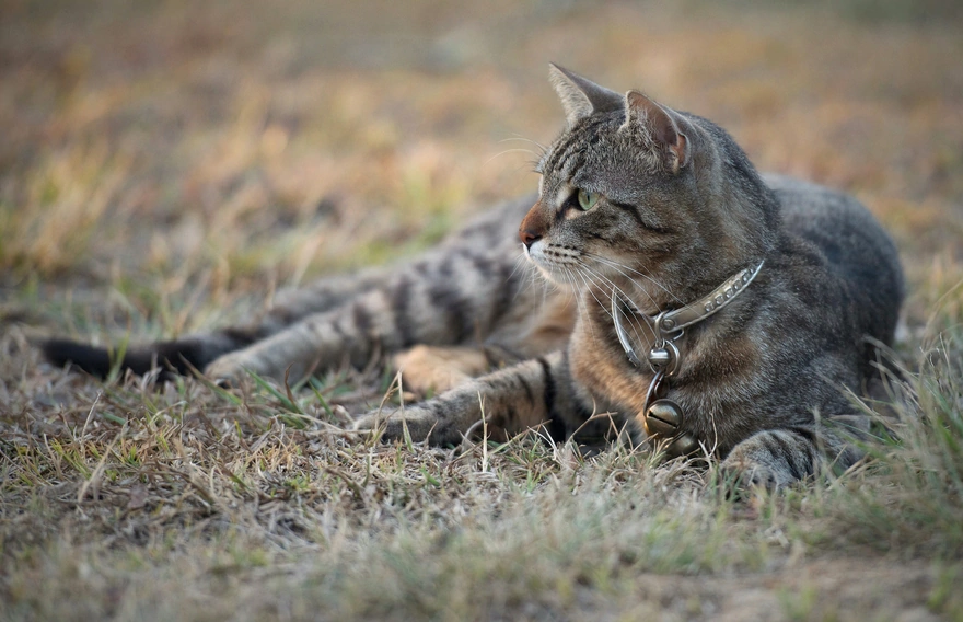 Кошка в ошейнике лежит на траве