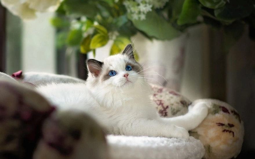 Blue-eyed white cat
