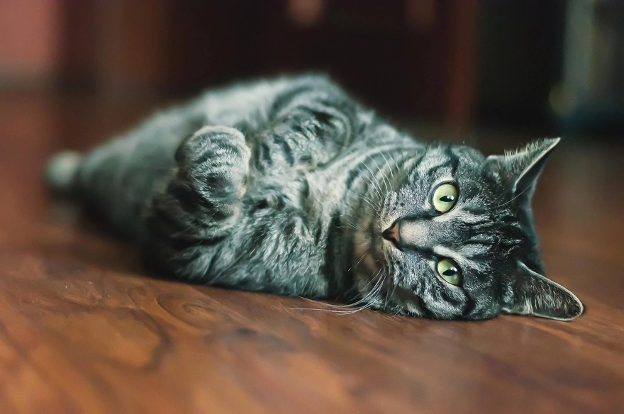 Серый кот лежит на полу прижав лапки к груди