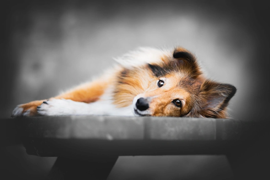 Cute doggy lies on the bench