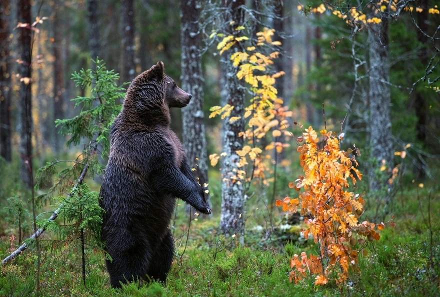 Бурый медведь в осеннем лесу стоит на двух задних лапах