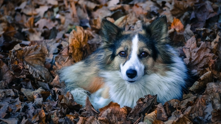 Собака лежит на сухих осенних листьях