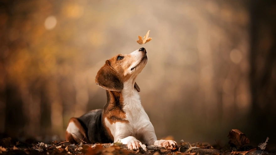 Image: Dog, snout, leaves, autumn, bokeh