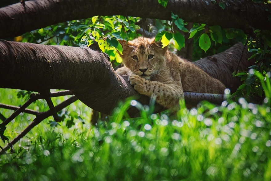 Львёнок отдыхает на стволе дерева