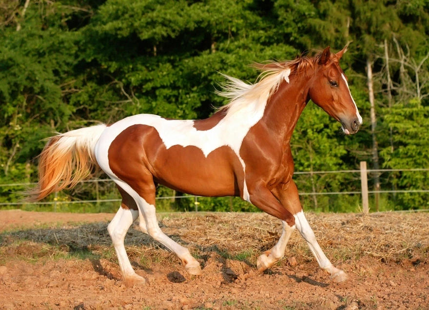 Лошадь красивого окраса