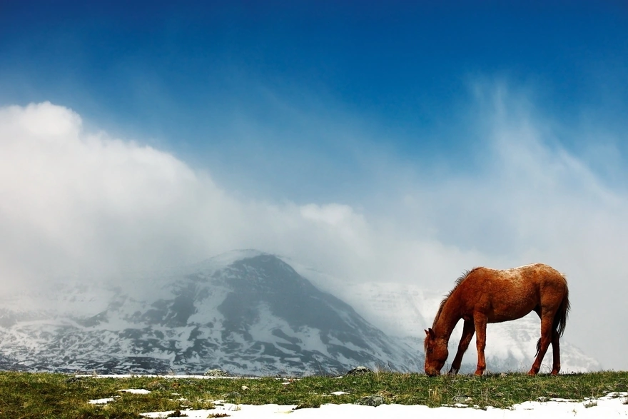 Картинка: Лошадь, поле, трава, снег, небо, гора, облака, туман