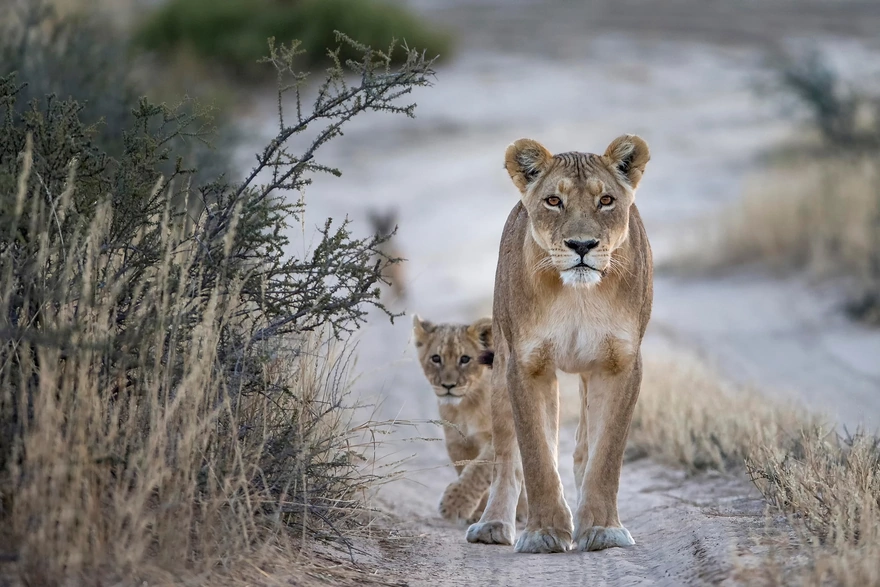 Львица и её детёныш идут по дороге