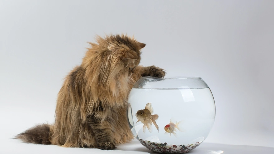 Кошка интересуется рыбками в аквариуме