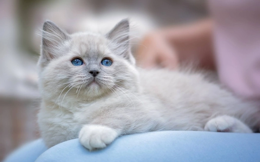 Котёнок с голубыми глазами