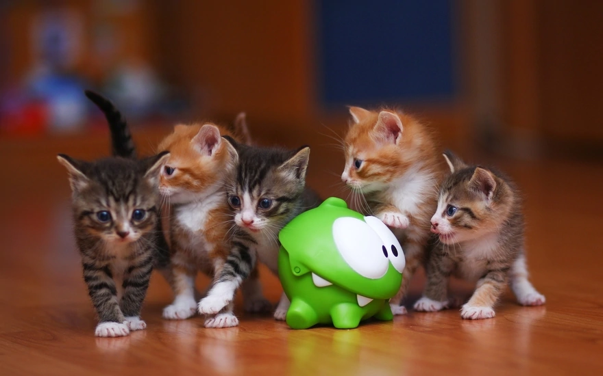 Five little kittens surrounded the Om Nom
