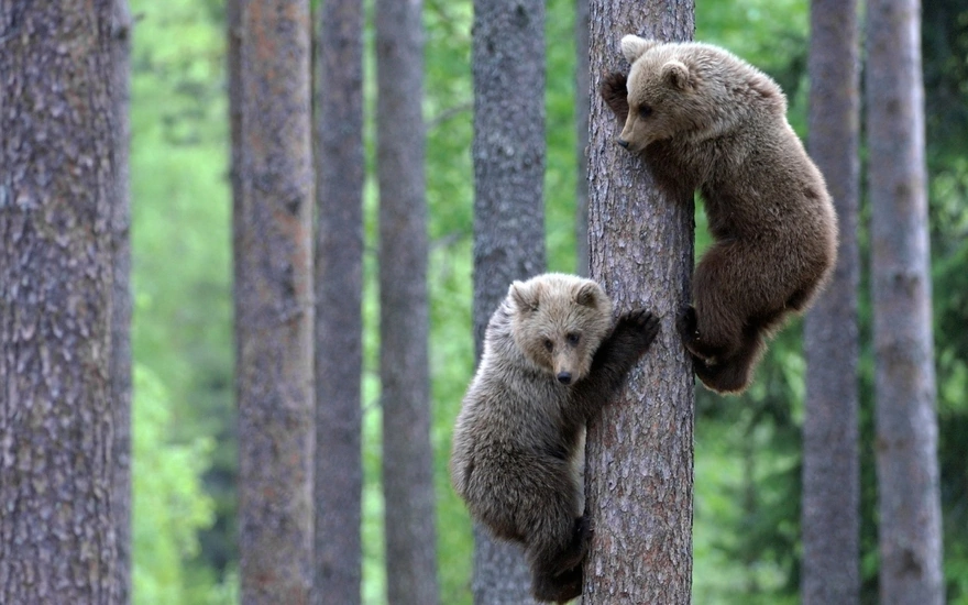 Два медвежонка взобрались на дерево