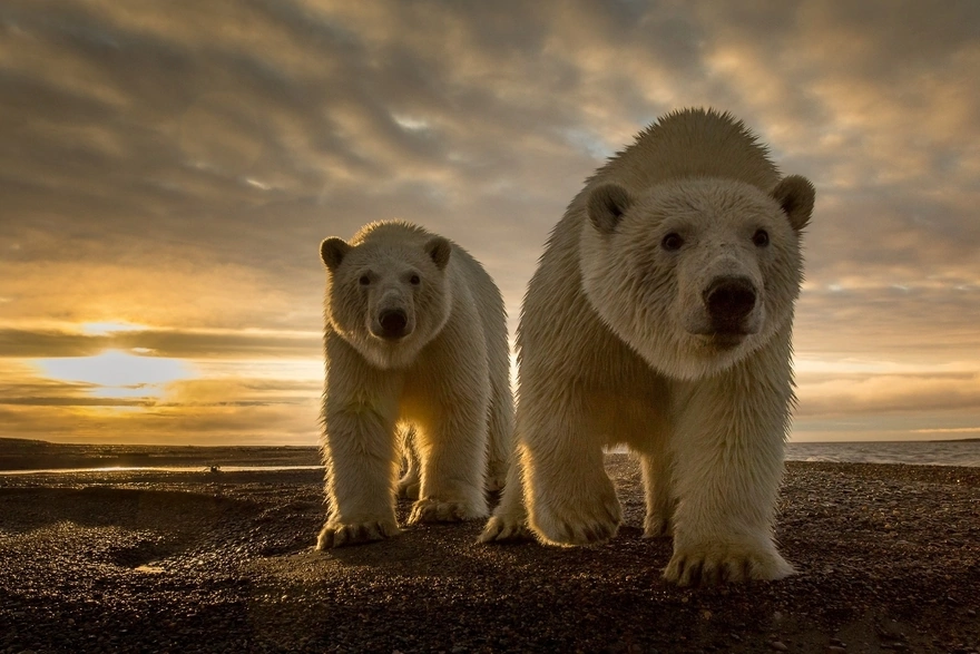 Polar bears on a sunset background