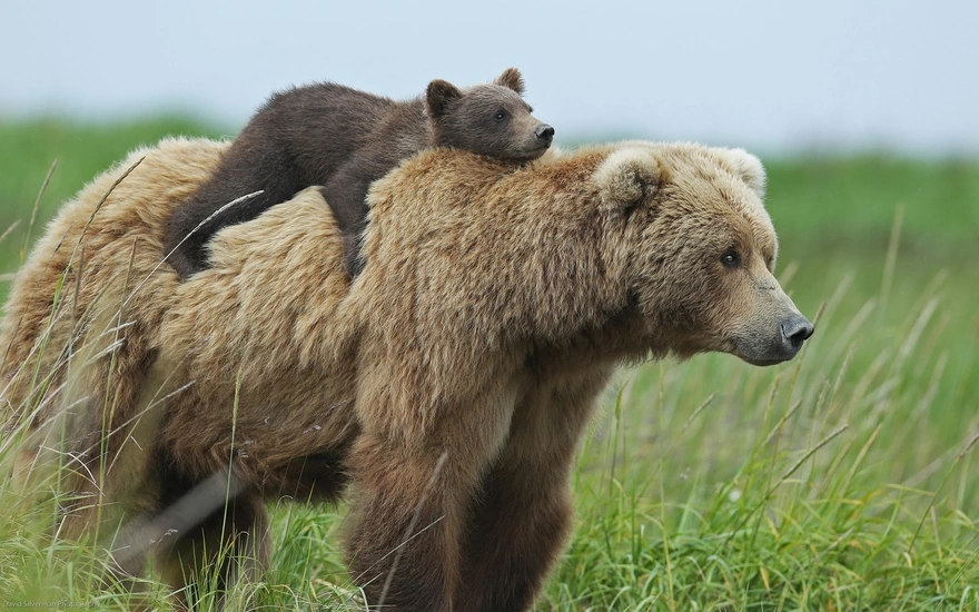 Мама-медведица с медвежонком