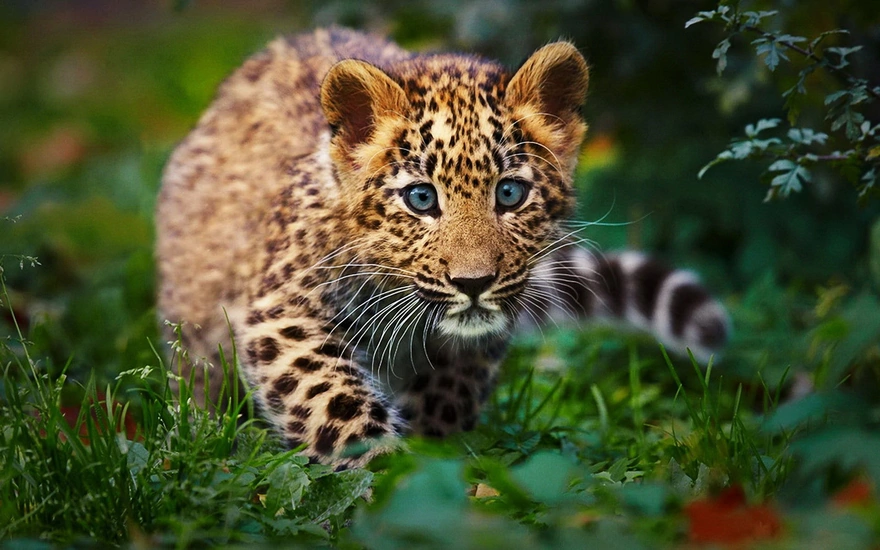 Детёныш леопарда