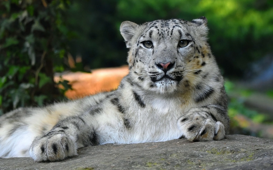 Snow leopard lying on the stone