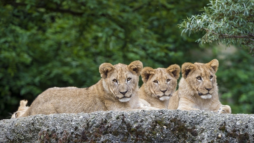 Three lionesses lay on a large stone