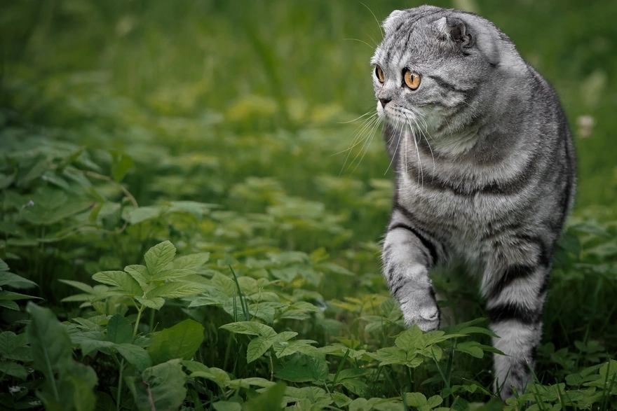 Кошка идёт по зелёной траве