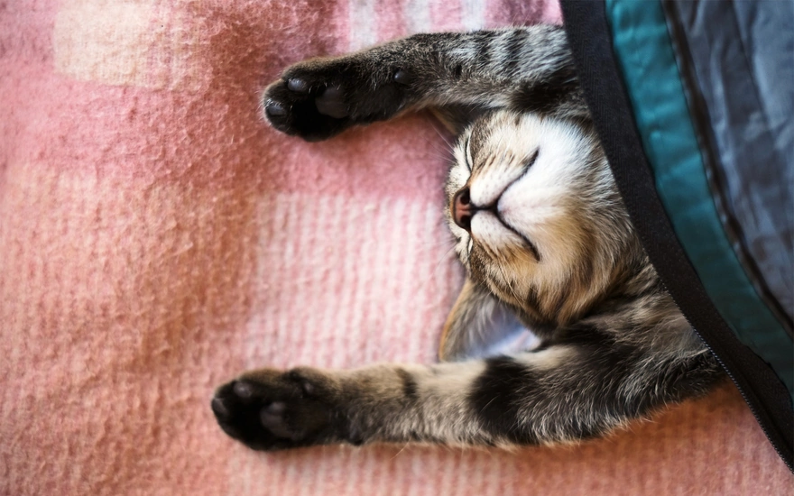 Кошка спит на спине укрытая одеялом с вытянутыми лапками