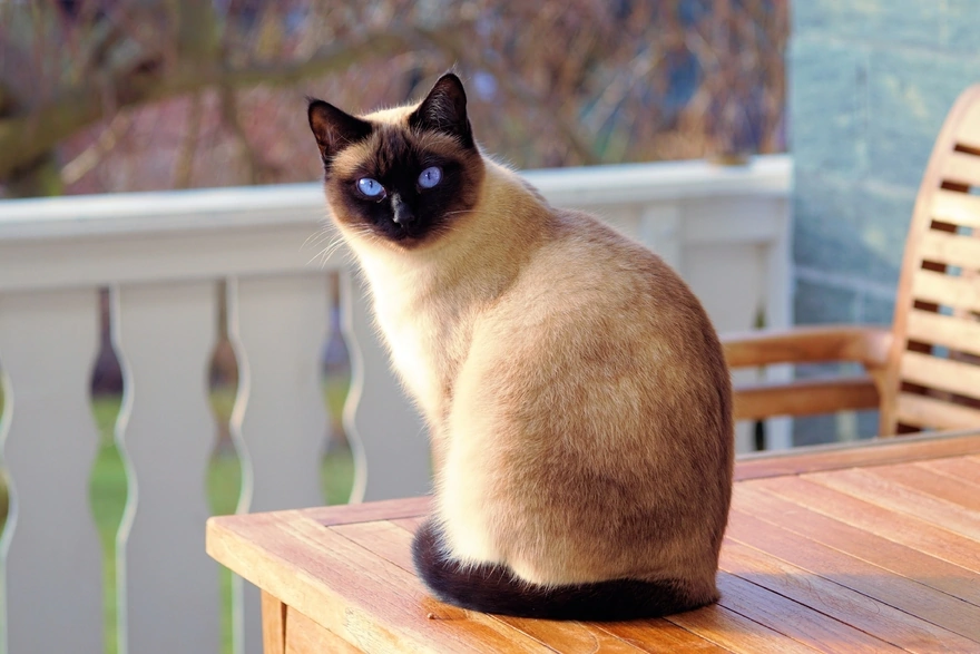 Сиамская кошка с голубыми глазами сидит на столе
