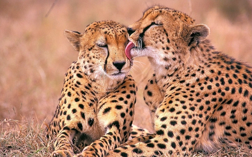 Cheetah licks the face of his kinsman