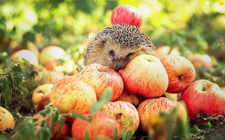Ёжик сидит на яблоках