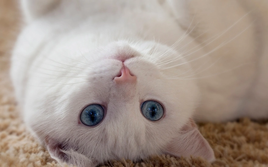 Белый кот с голубыми глазами лежит на спине