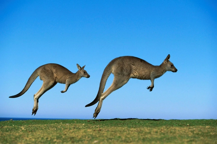 Two kangaroos jumping across the field