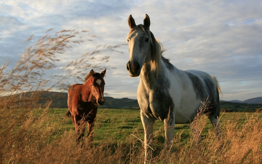 Две лошади прогуливаются в поле