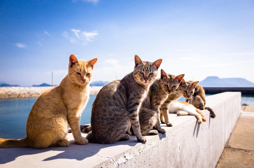 Шесть кошек сидят в одном месте и греются на солнышке