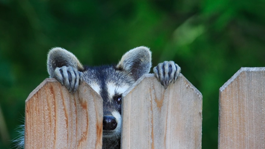 A raccoon peeks out from behind the fence