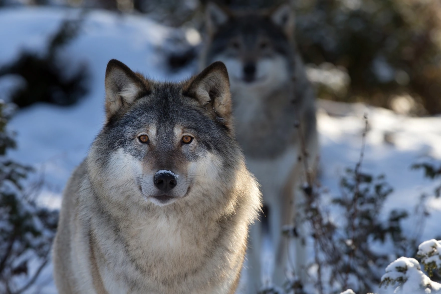 Ушастые мохнатые волки зимой