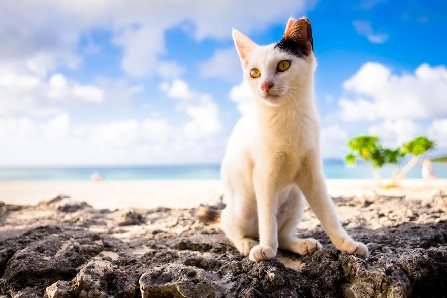 Image: Kitten, white, ears, muzzle, black, sky, clouds