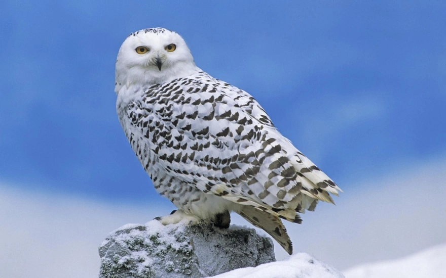 Snowy owl in the tundra