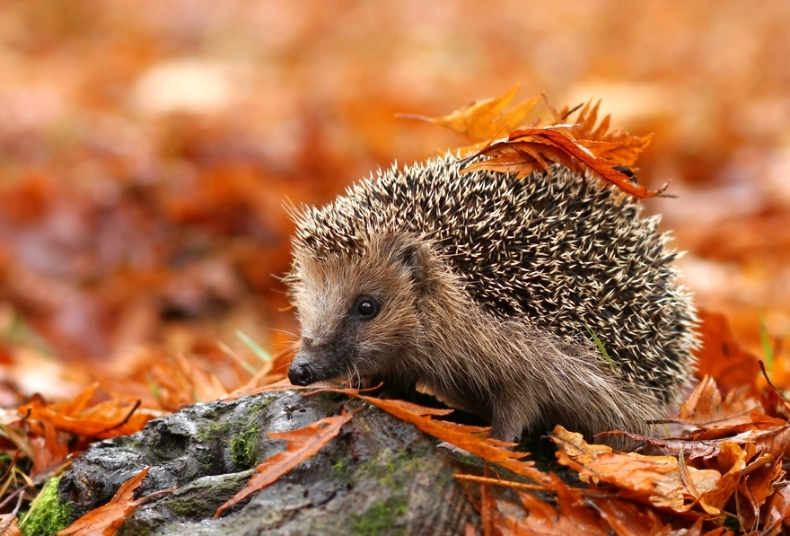 Prickly hedgehog with leaves on the back