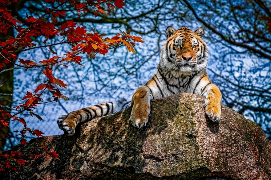 Тигр отдыхает на большом камне
