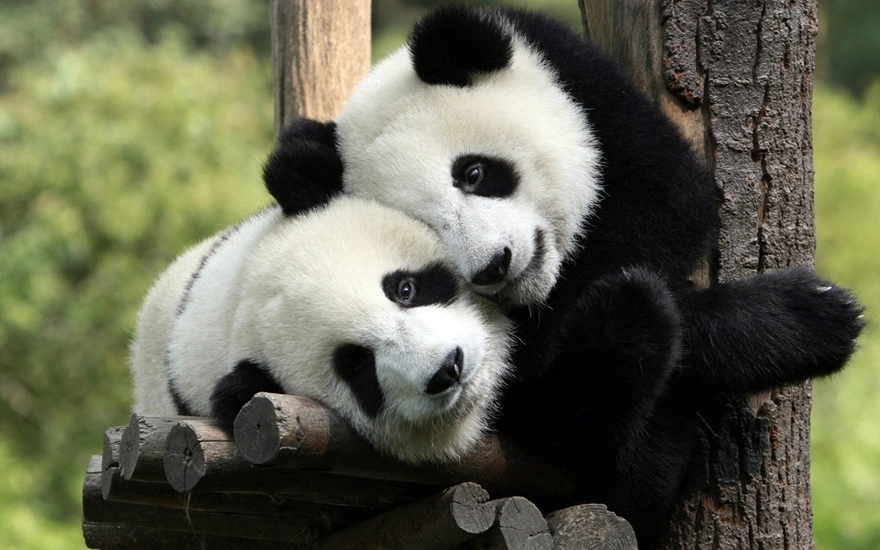 Vacationers Panda