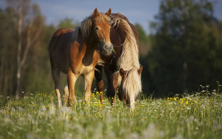 Две лошади едят траву в поле