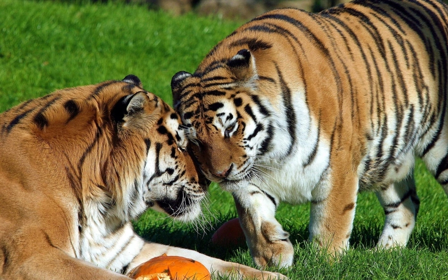 Полосатые тигры обнимаются на траве