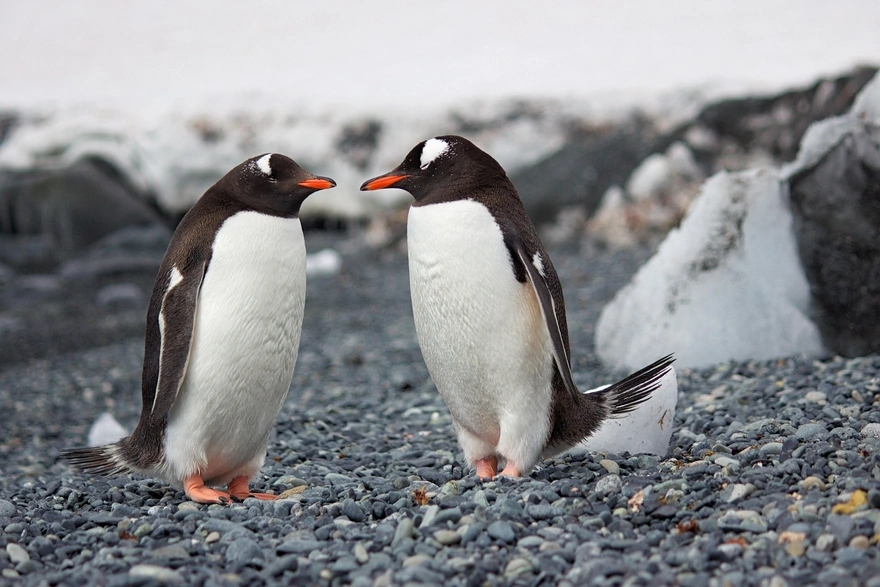 Антарктические пингвины спят стоя
