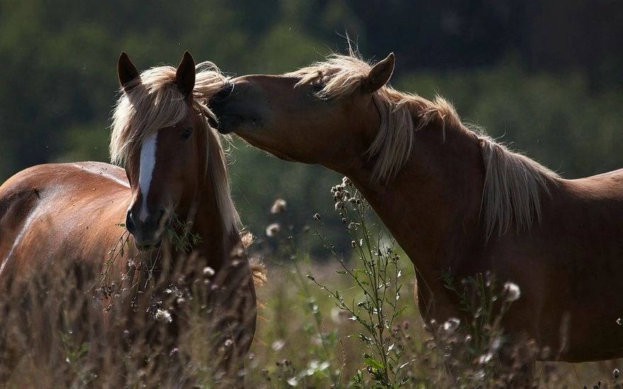 Две лошади возле травы в поле