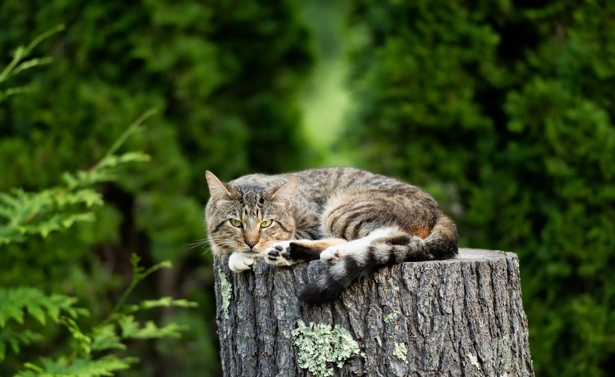 Cat lies on a stump