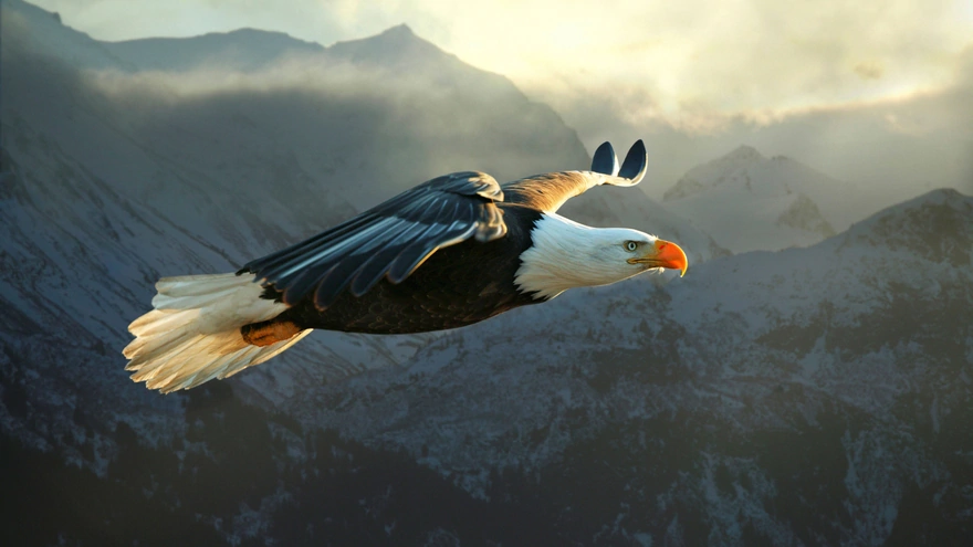 Белоголовый орлан в полёте
