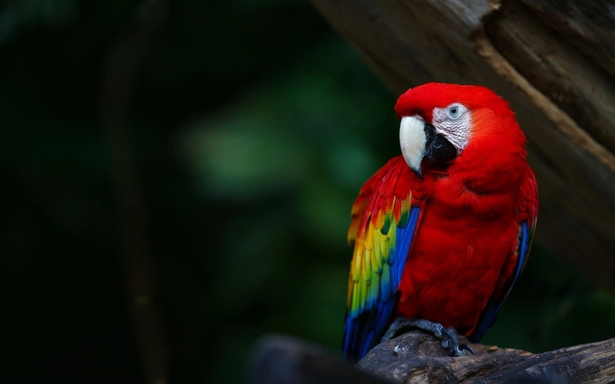 Попугай ара с красным оперением сидит на дереве