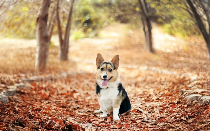 Dog sitting posing on the background of dry leaves