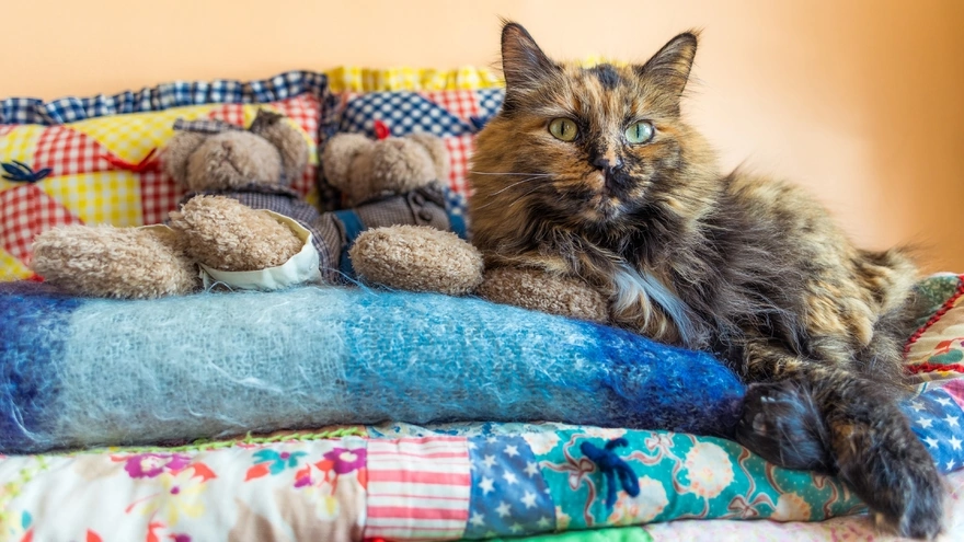 Пёстрая кошка лежит на одеяле рядом с игрушками