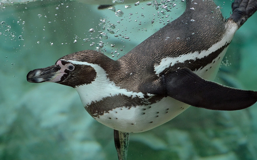The penguin swims underwater