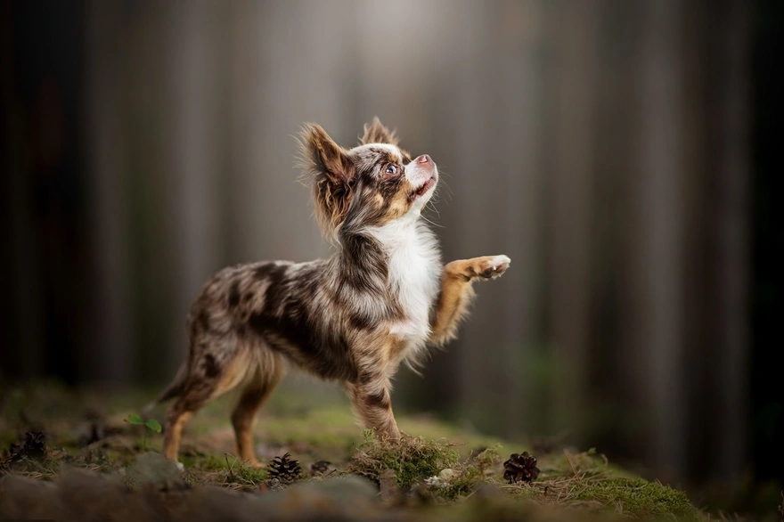 Image: Chihuahua, breed, dog, dog, forest, pine cone, moss, a raised paw