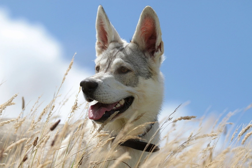 A dog in a field of ears